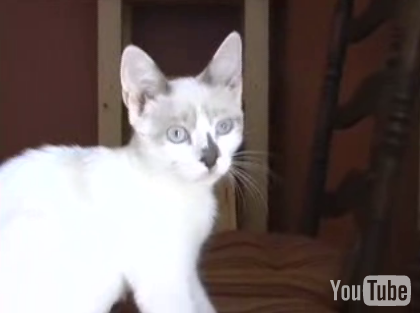 America's Next Top...Kitten!